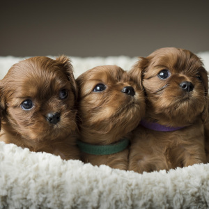 Cavalier King Charles Spaniel