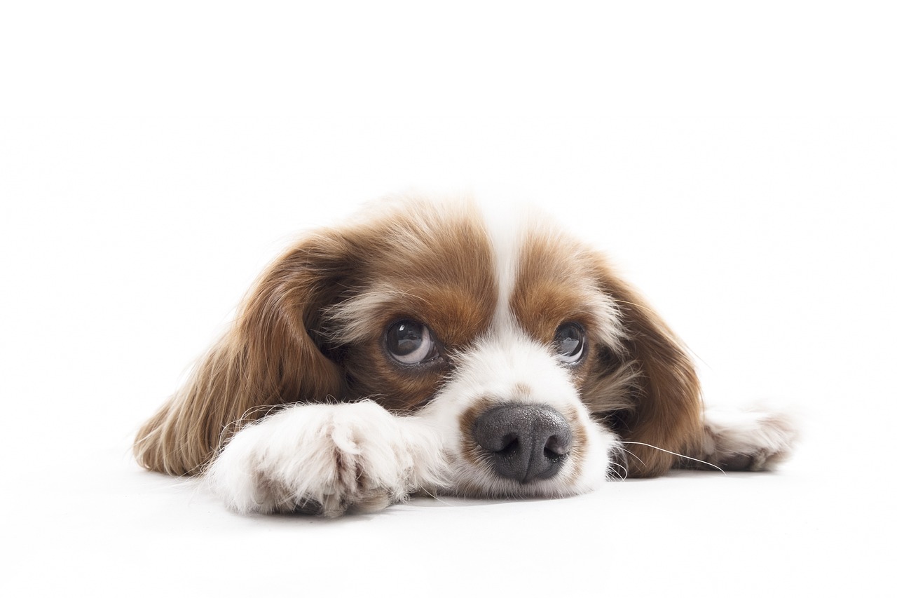 Eyes - Cavalier King Charles Spaniel Club of Canada